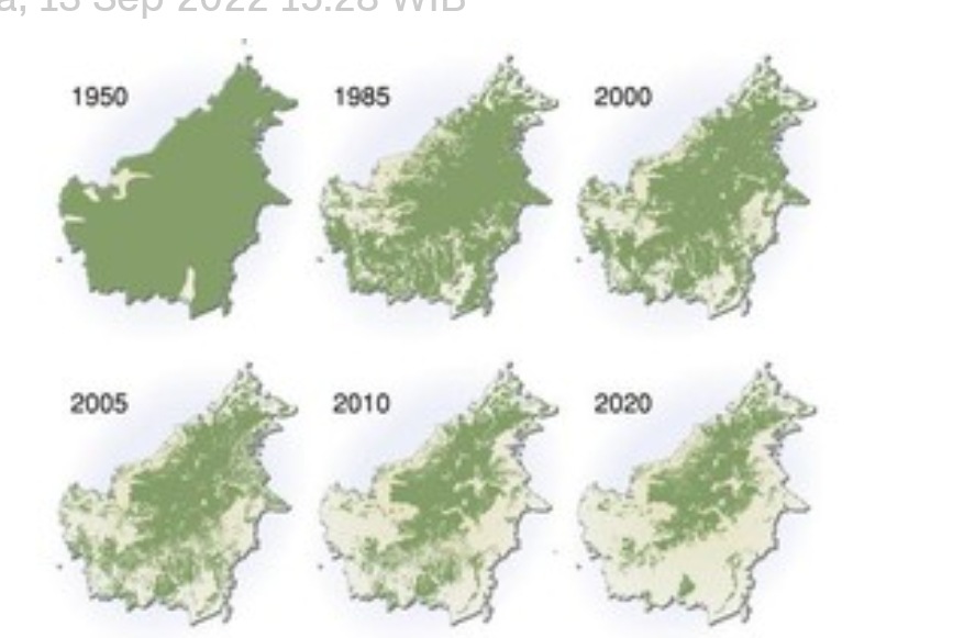 Industri Tambang RI Penghancur Hutan Terbesar